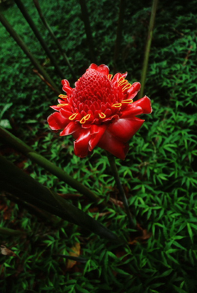 flower verticle